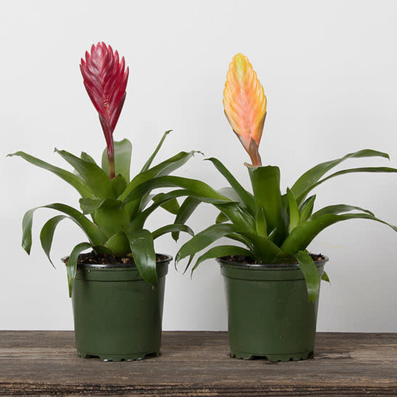 Bromeliad, 4 in