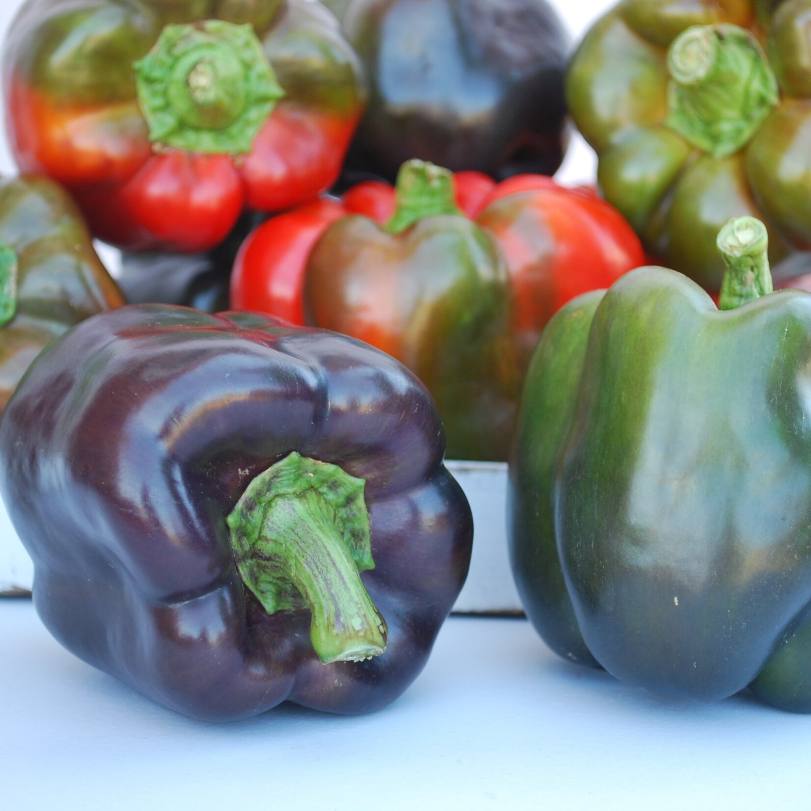 Pepper, Purple Beauty 4 in
