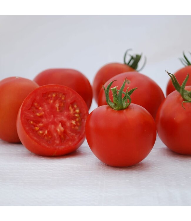 Tomato, Manitoba 1G