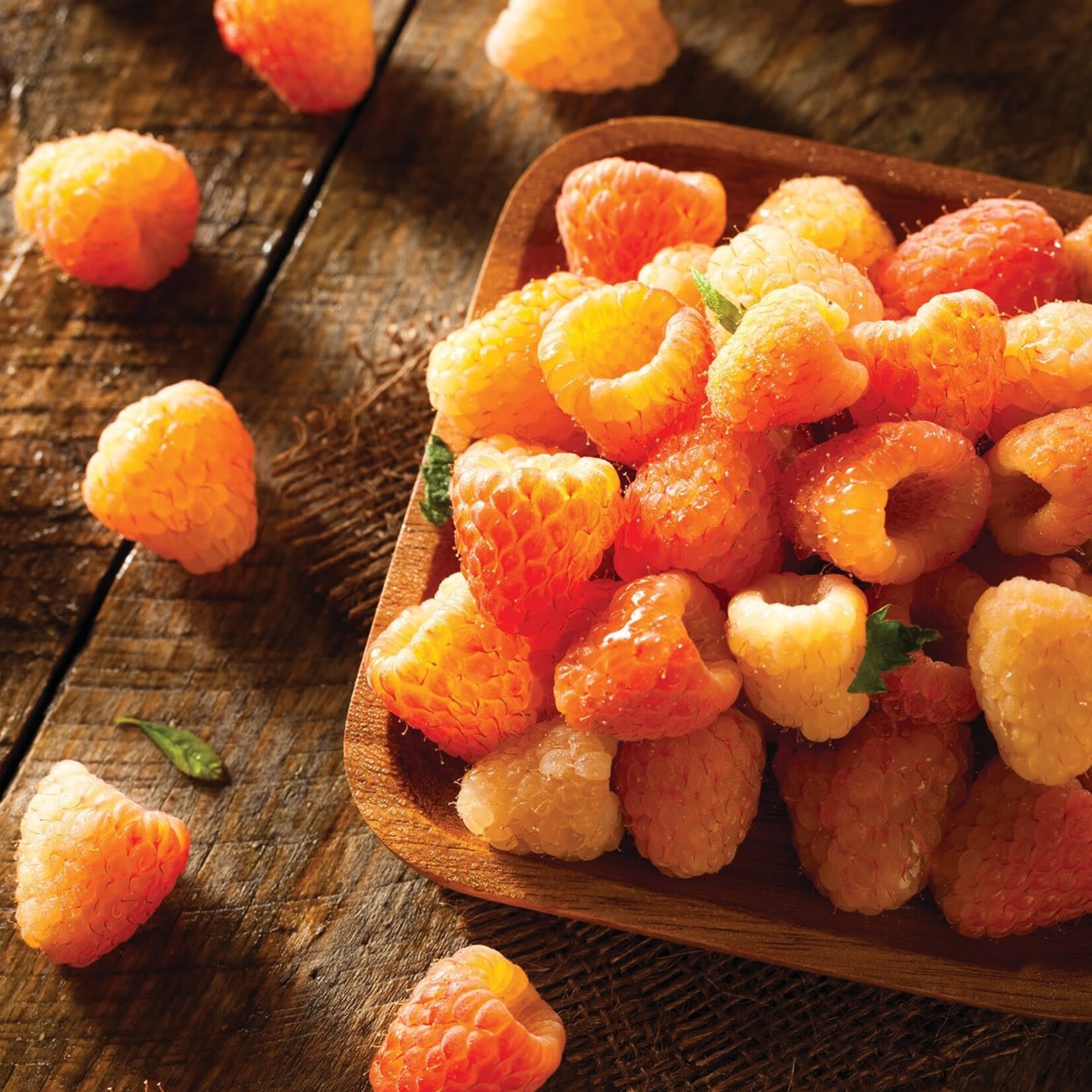 Raspberry, Fall Gold 1G