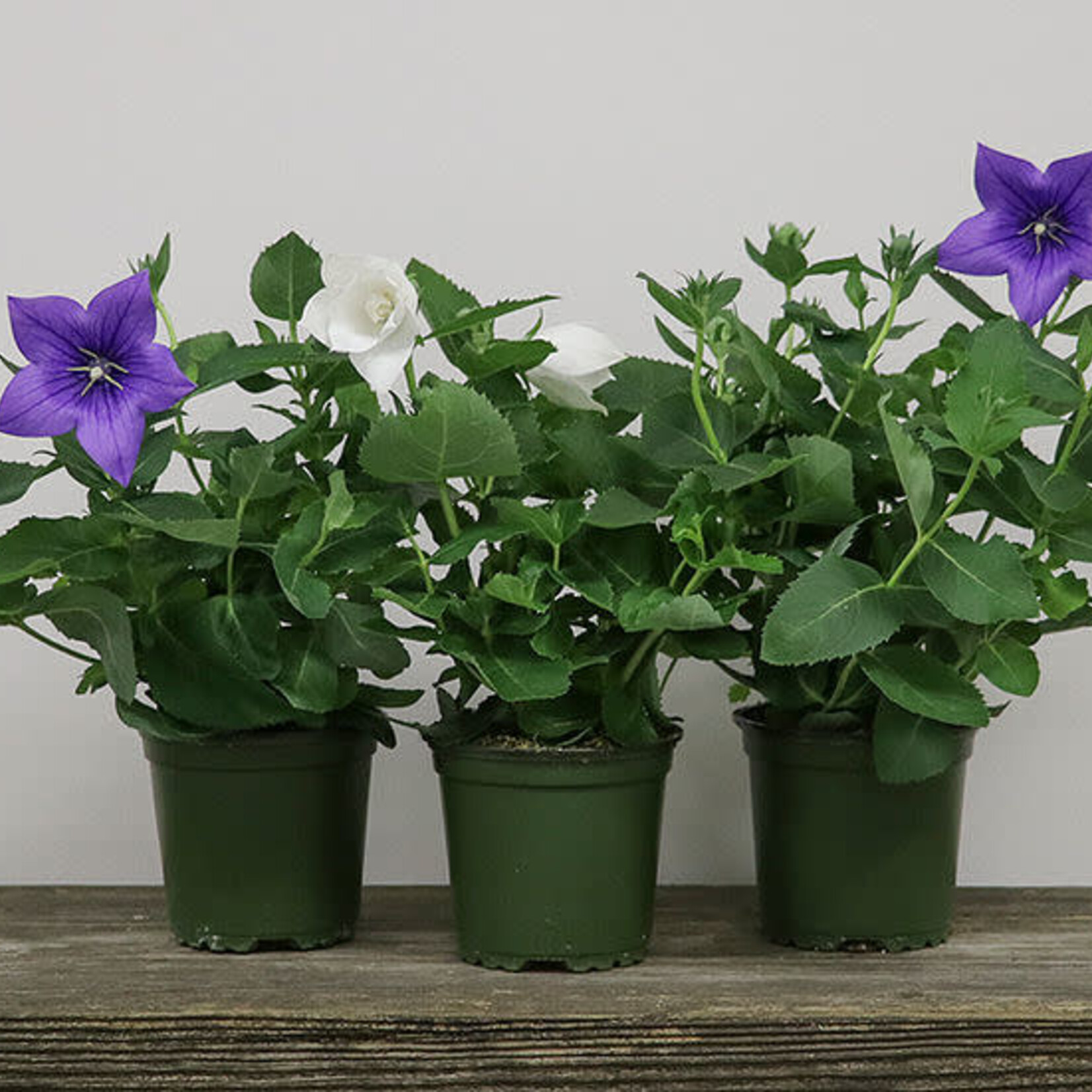 Balloon Flower 4 in