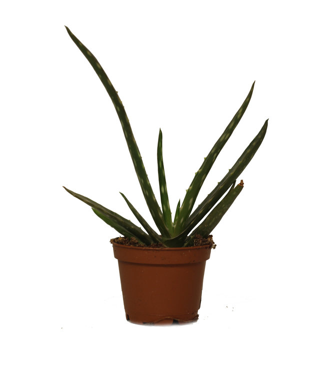 Aloe Vera, 2.5 in