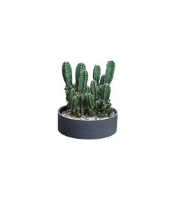 Cactus Mix, Deco Bowl 17cm