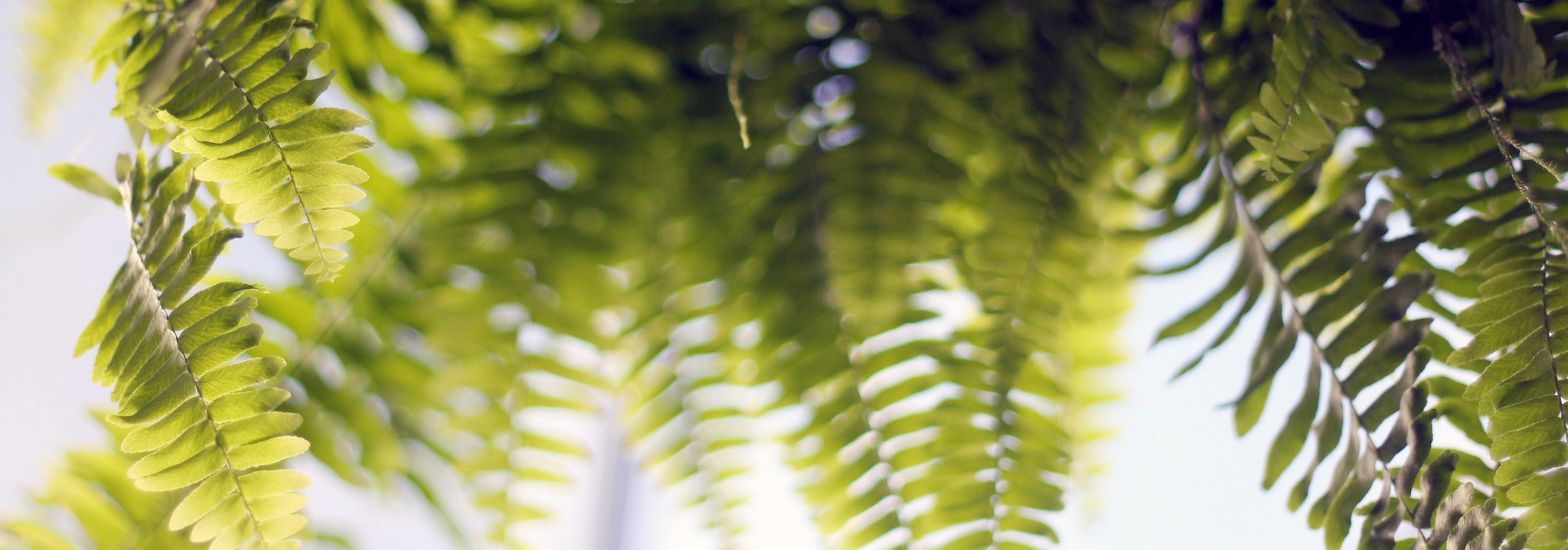 Edmonton Plants, Garden Centre, Flowers and Gifts Zocalo