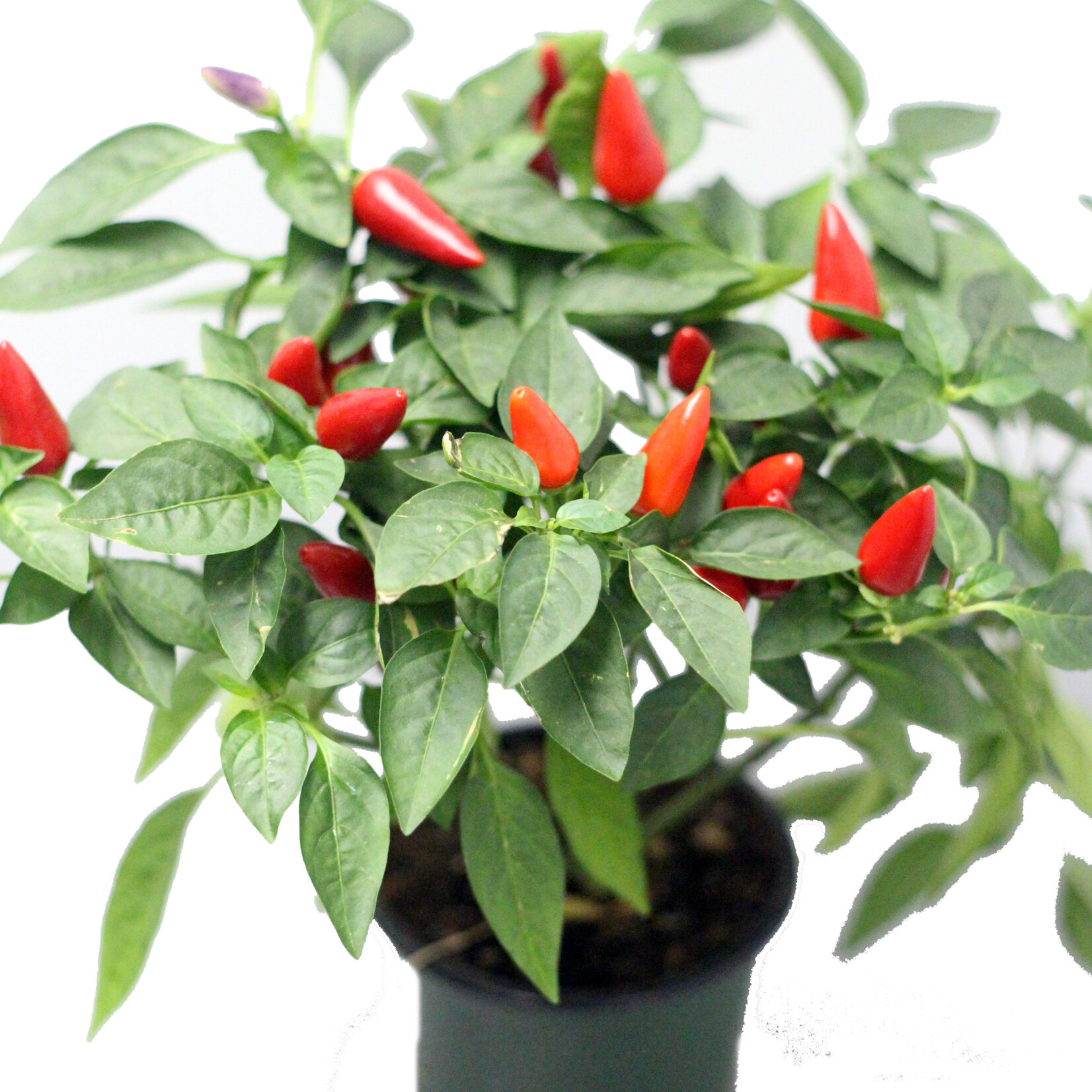 Pepper, Ornamental 4 in