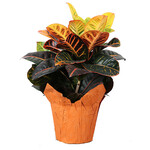 Croton, Petra 6 in