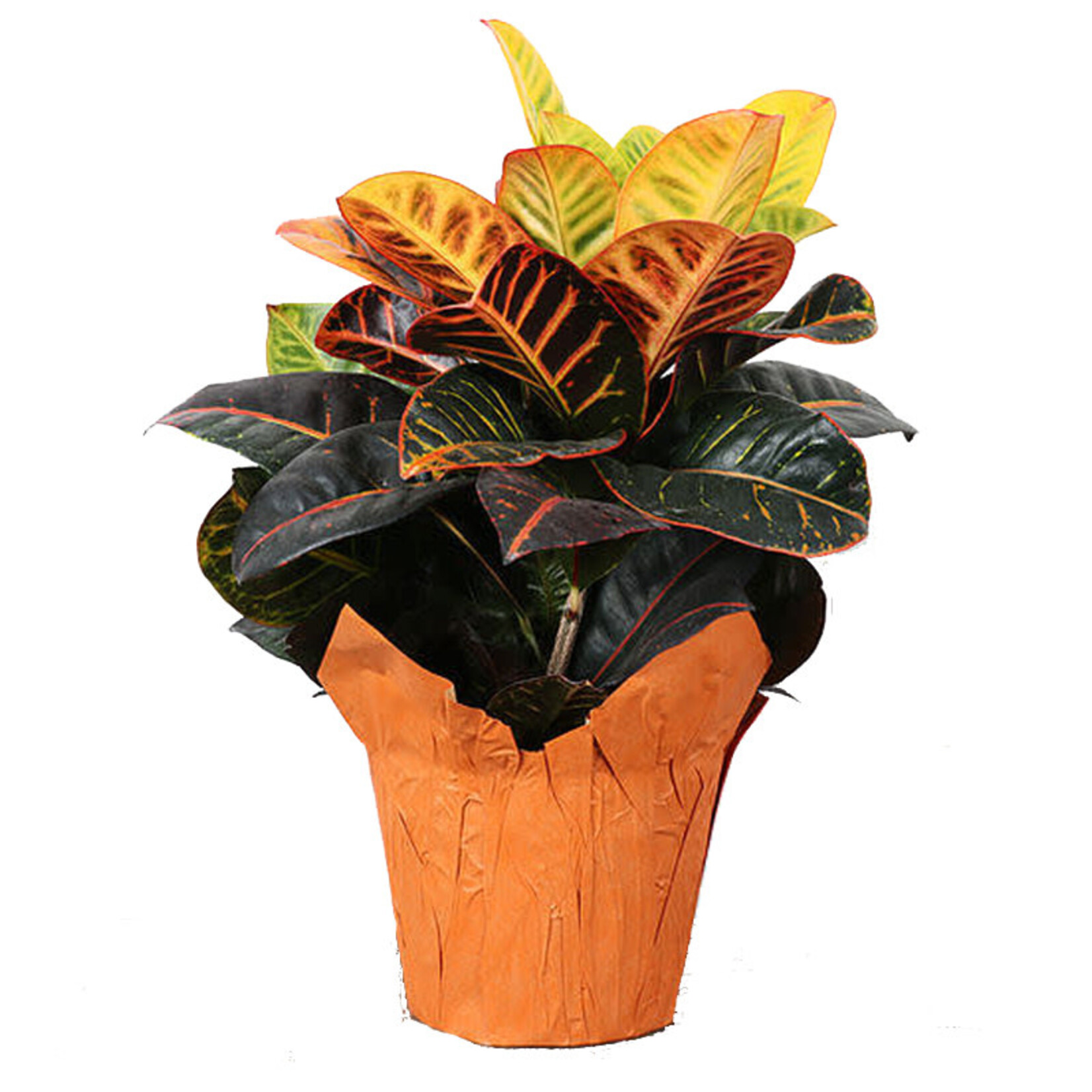 Croton, Petra 6 in