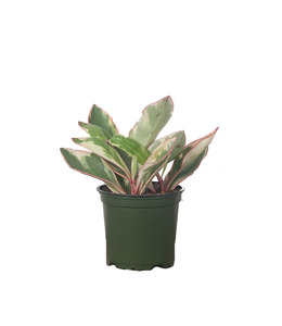 Peperomia, Pepperface Pink 4 in