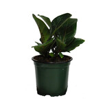Ficus, Fiddle Leaf Fig  4 in