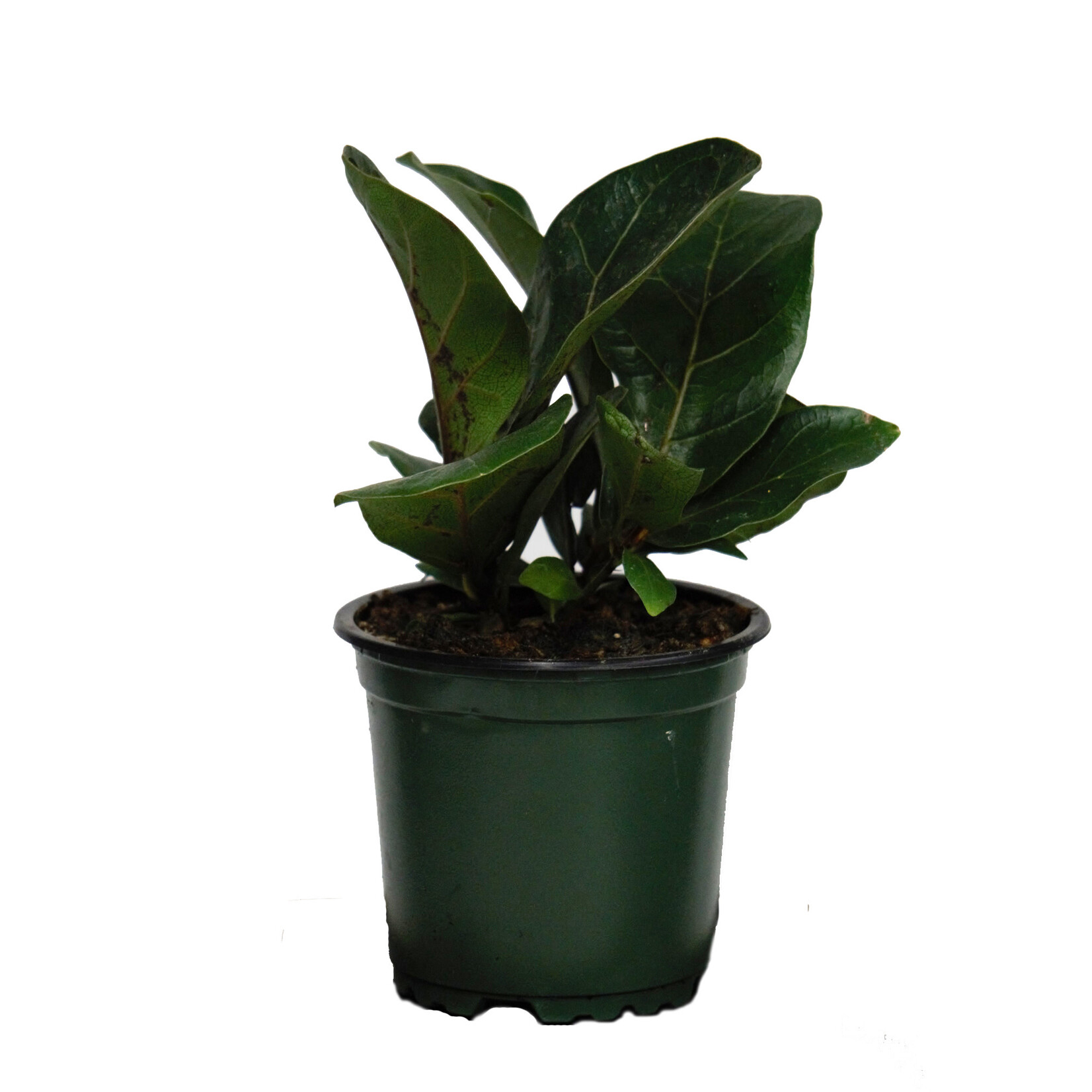 Ficus, Fiddle Leaf Fig  4 in