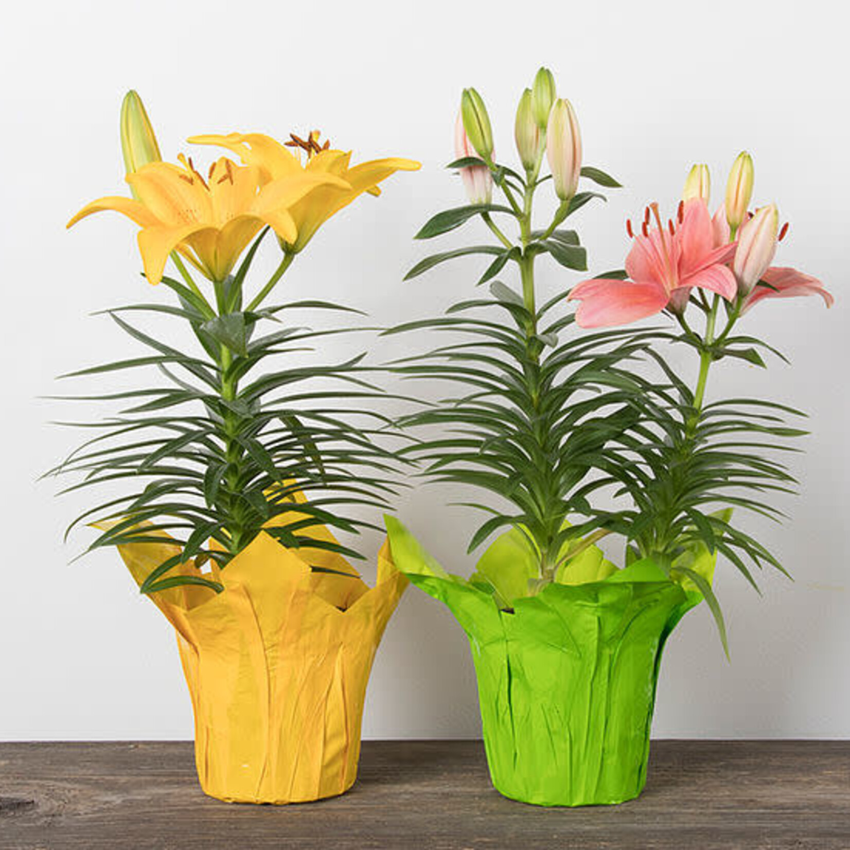 Lily, Hybrid 4 in