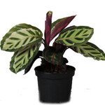 Calathea, Medallion 4 in