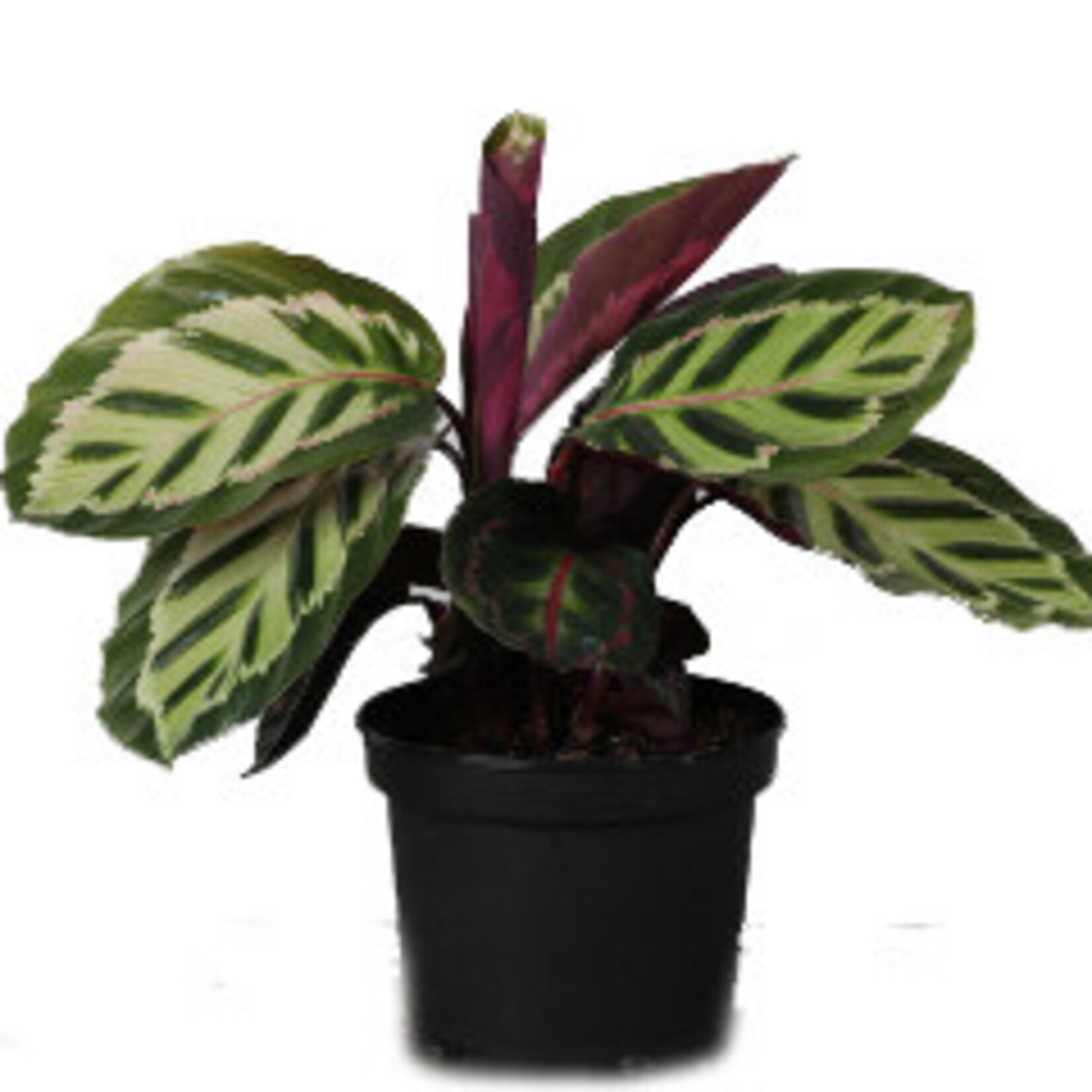 Calathea, Medallion 4 in