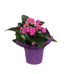 Kalanchoe, 4 in