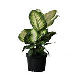 Dieffenbachia, Camille 6 in