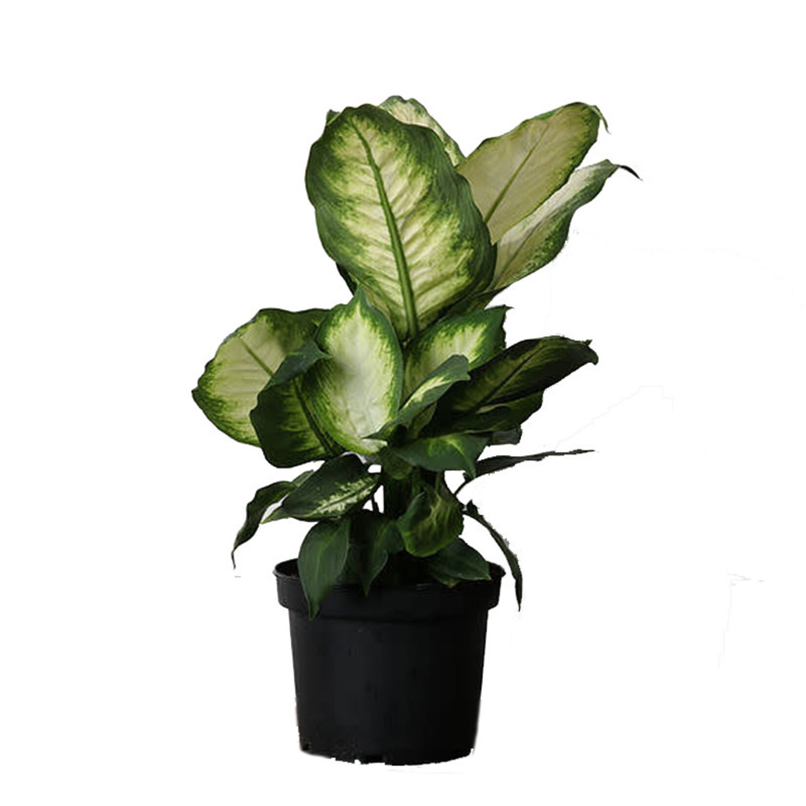Dieffenbachia, Camille 6 in