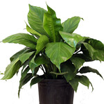 Peace Lily, 10 in
