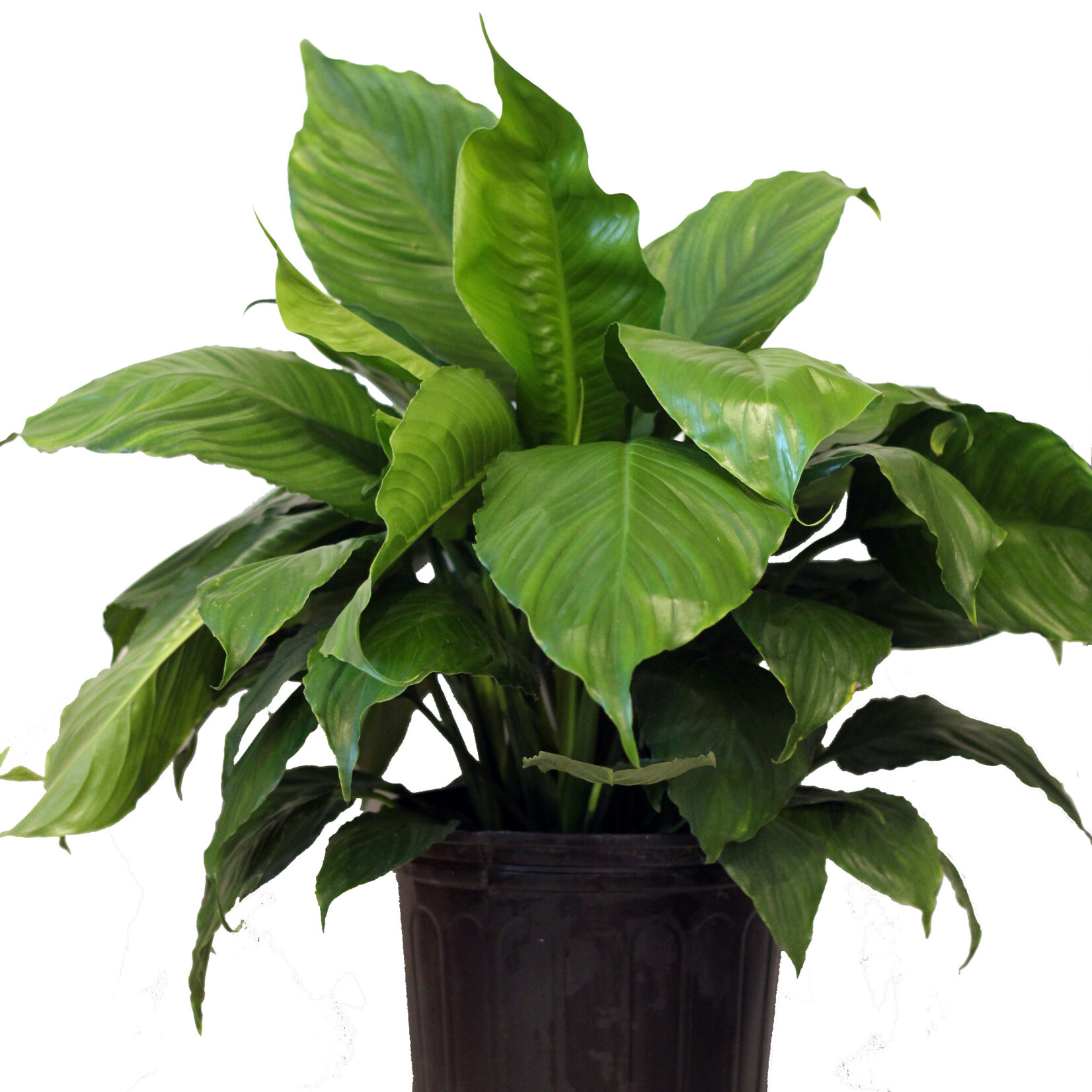 Peace Lily, 10 in