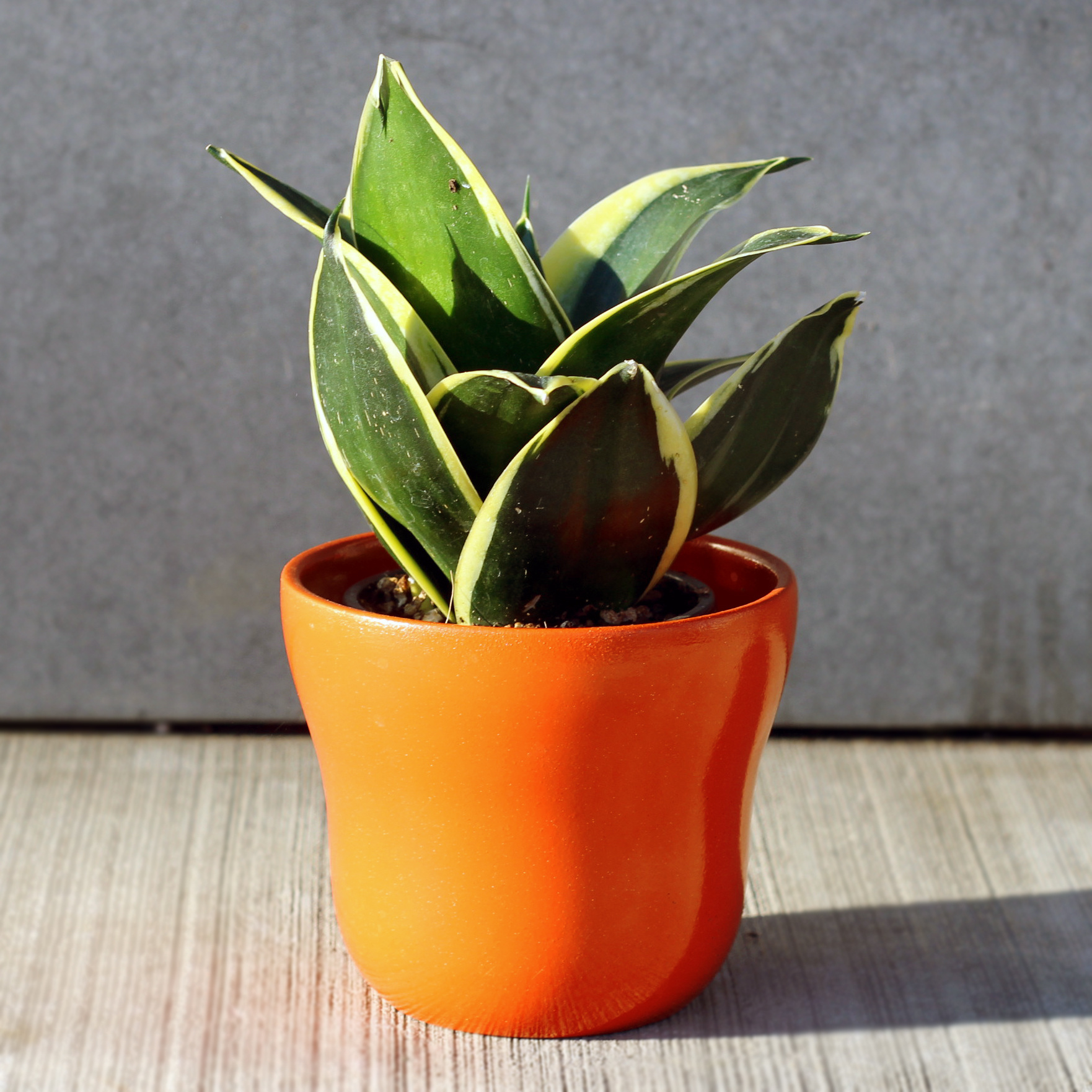 Snake Plant