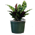 Calathea, Rattlesnake 6 in