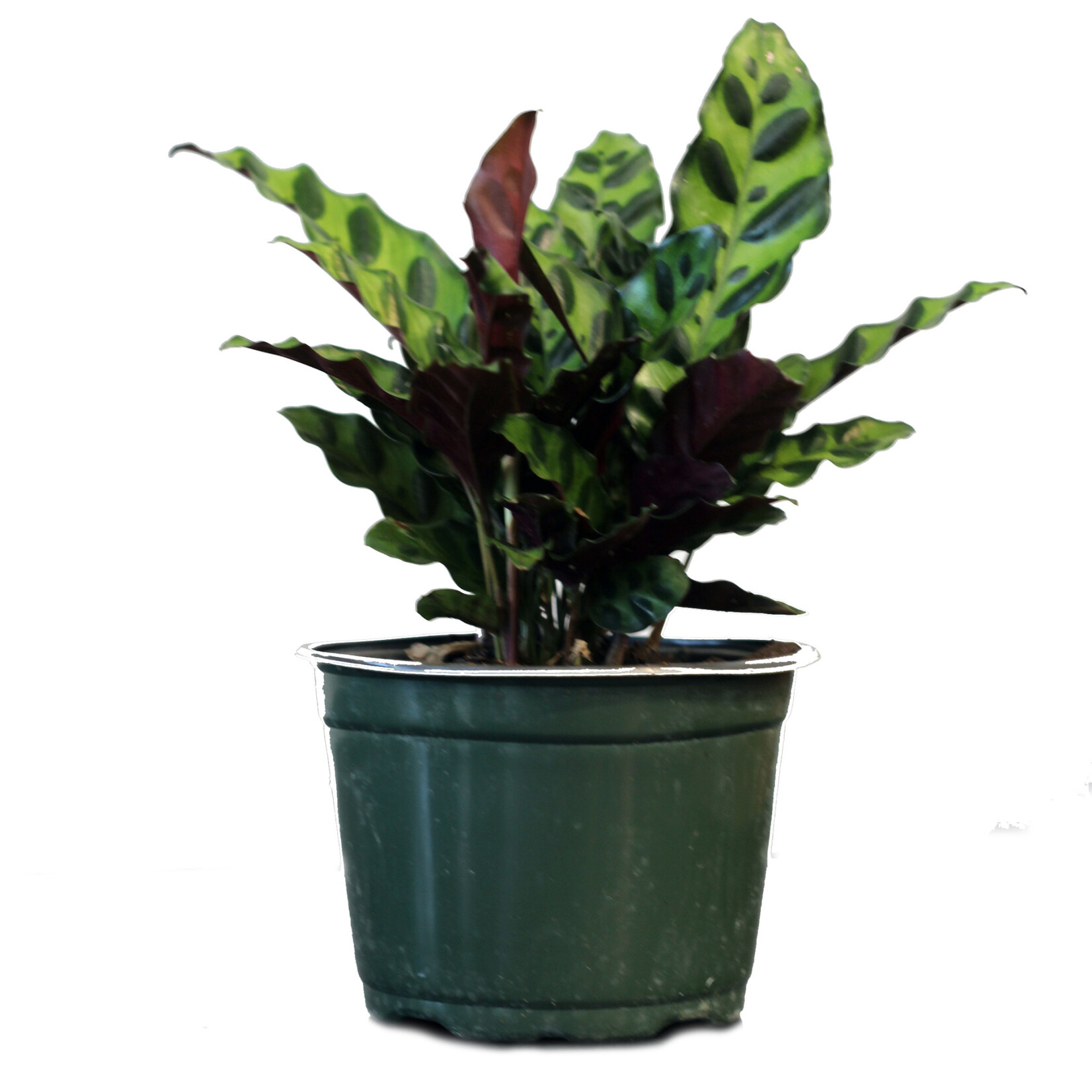 Calathea, Rattlesnake 6 in