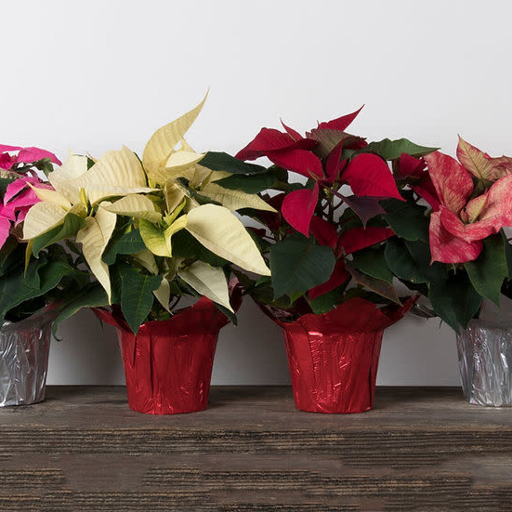 Poinsettia, Asst. 4 in