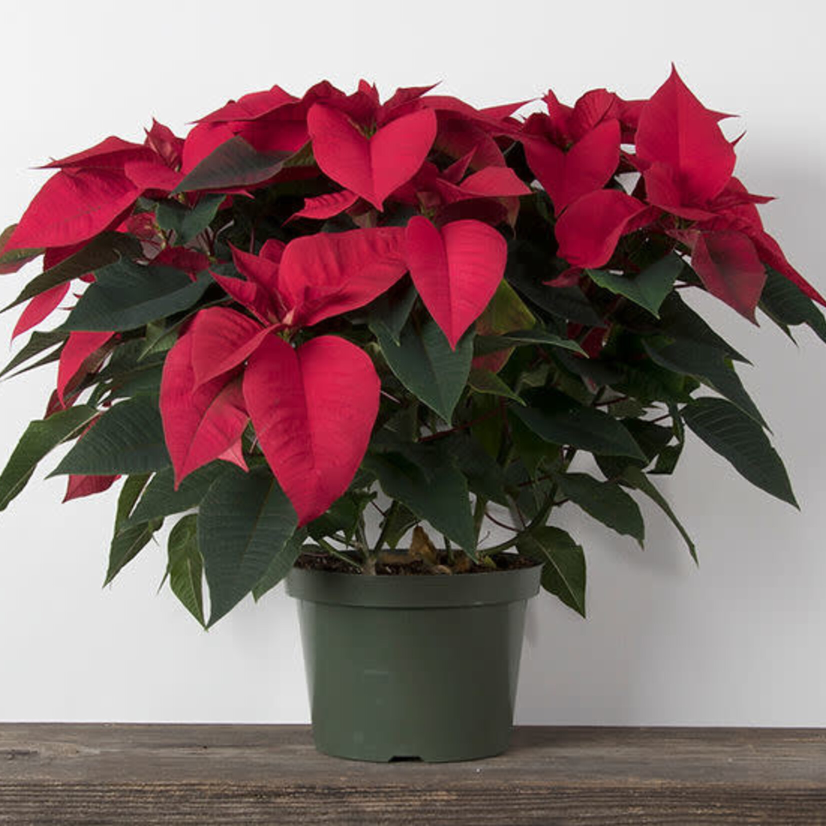 Poinsettia, Asst. 8 in