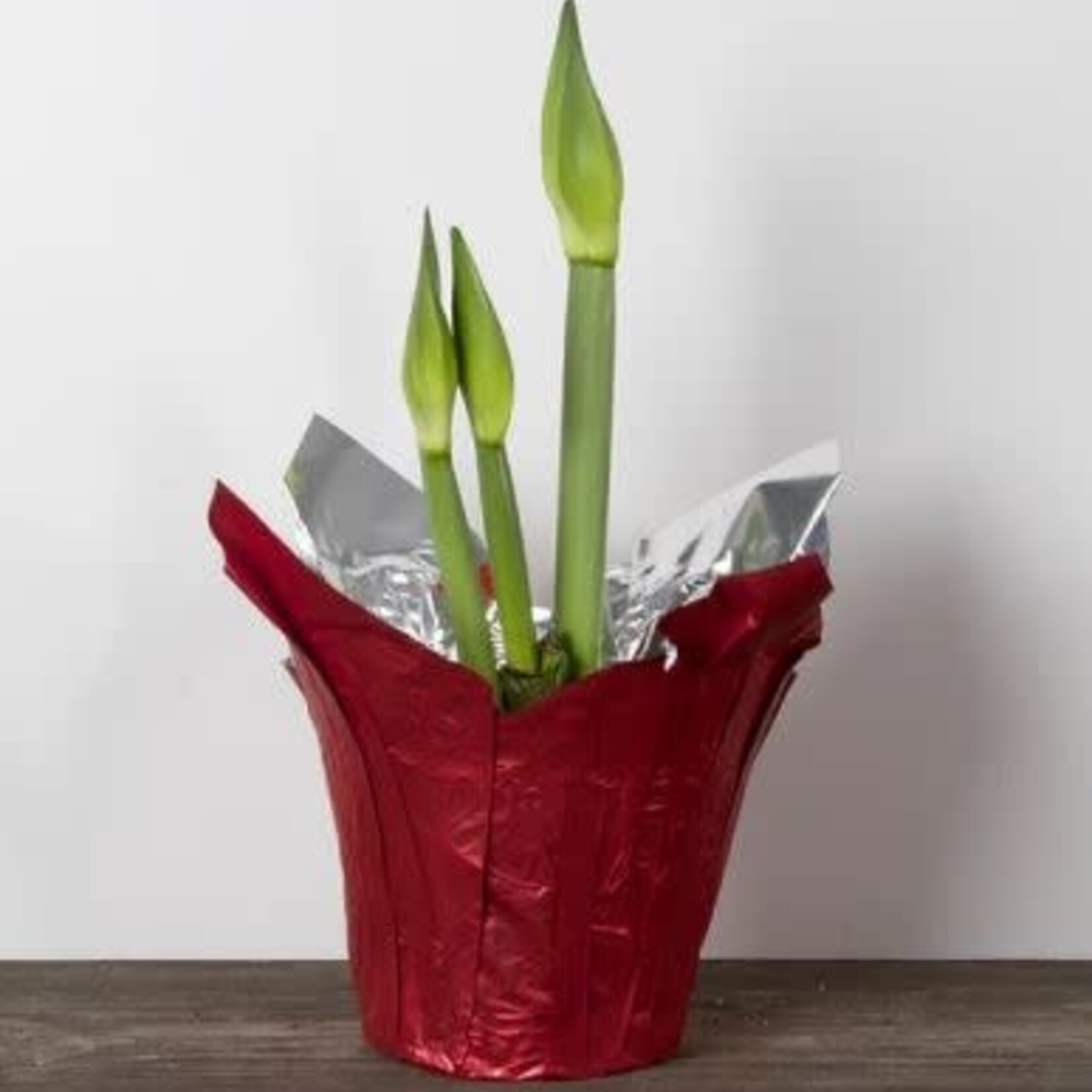 Amaryllis, Asst 6 in