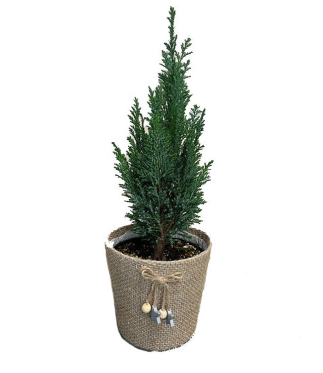 Cypress, Burlap Pot 6 in
