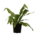 Fern, Crocodile 4 in