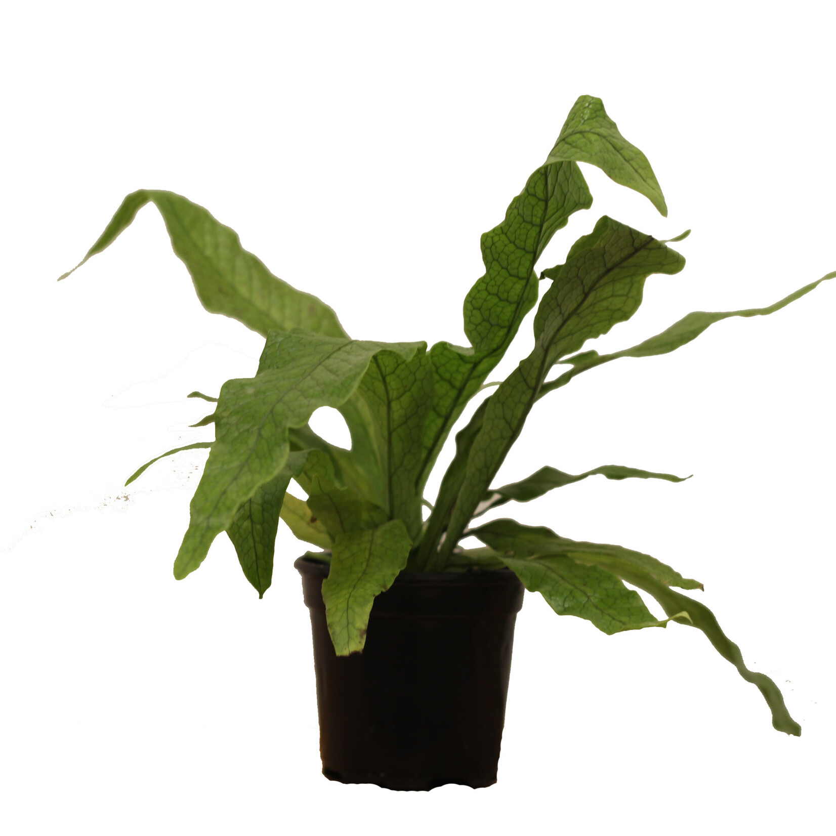 Fern, Crocodile 4 in