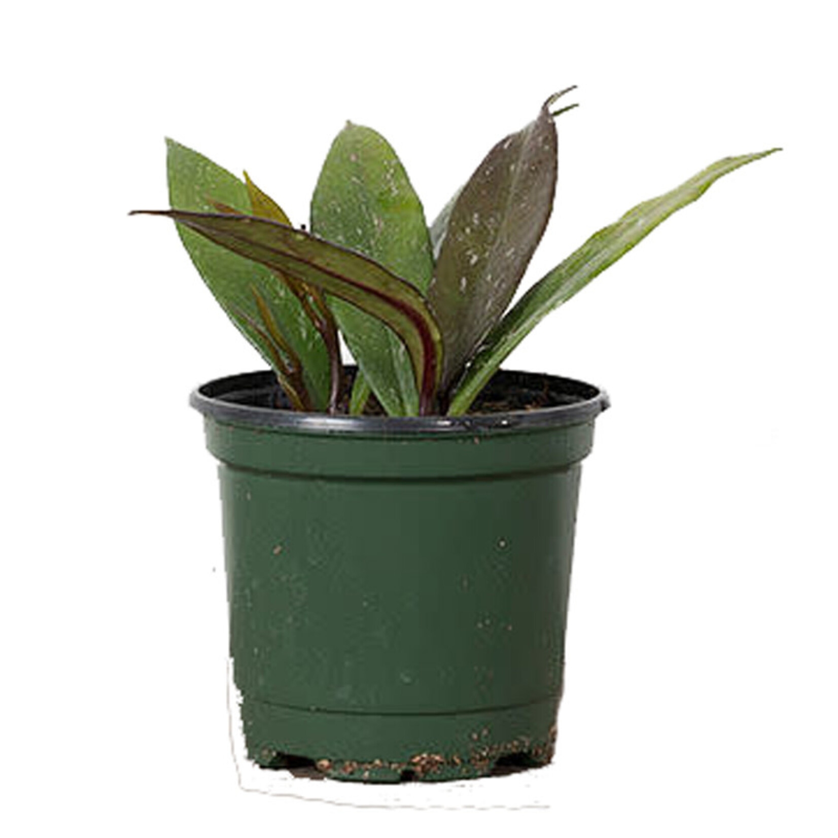 Hoya, Pubicalyx 4 in