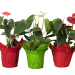Anthurium, 4 in