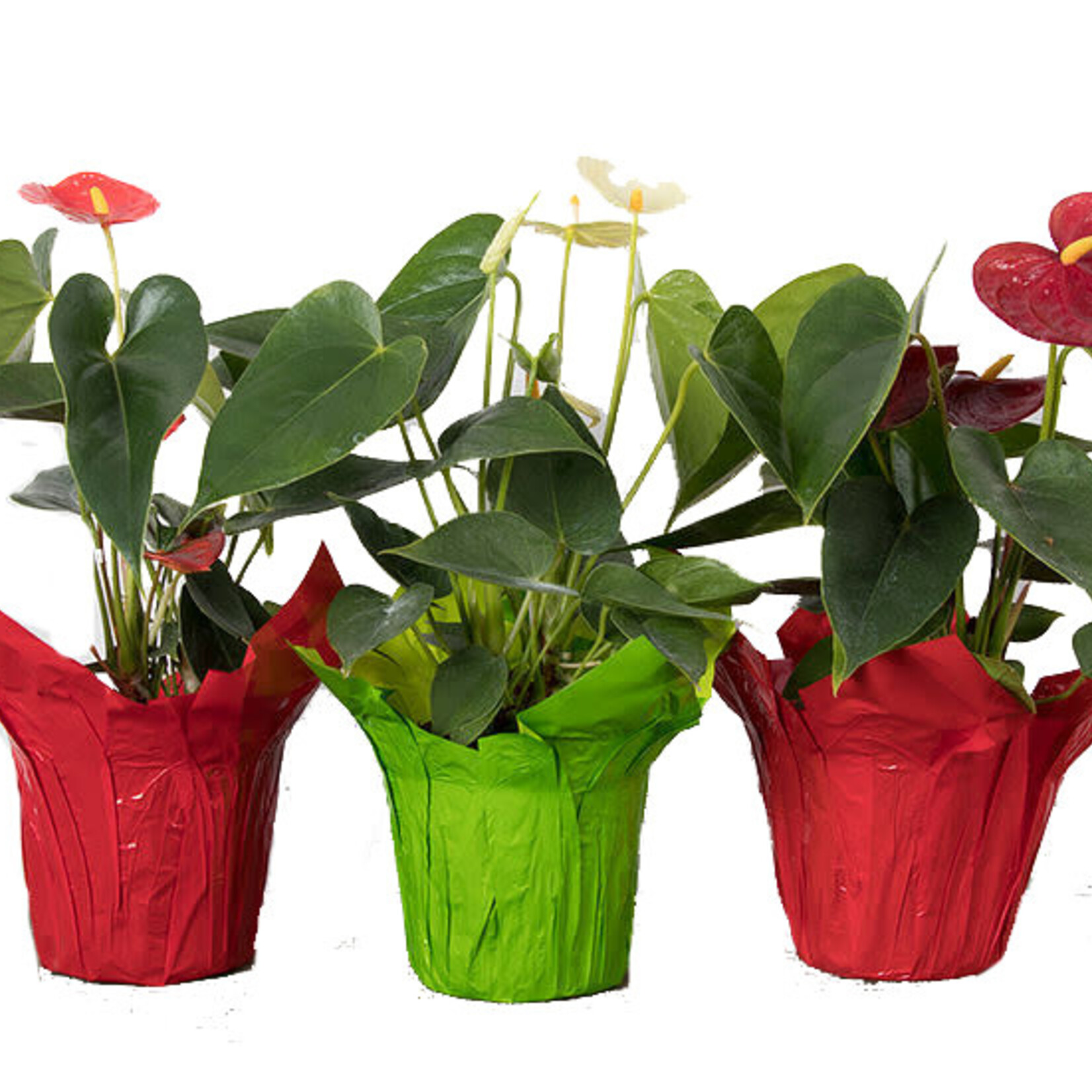 Anthurium, 4 in