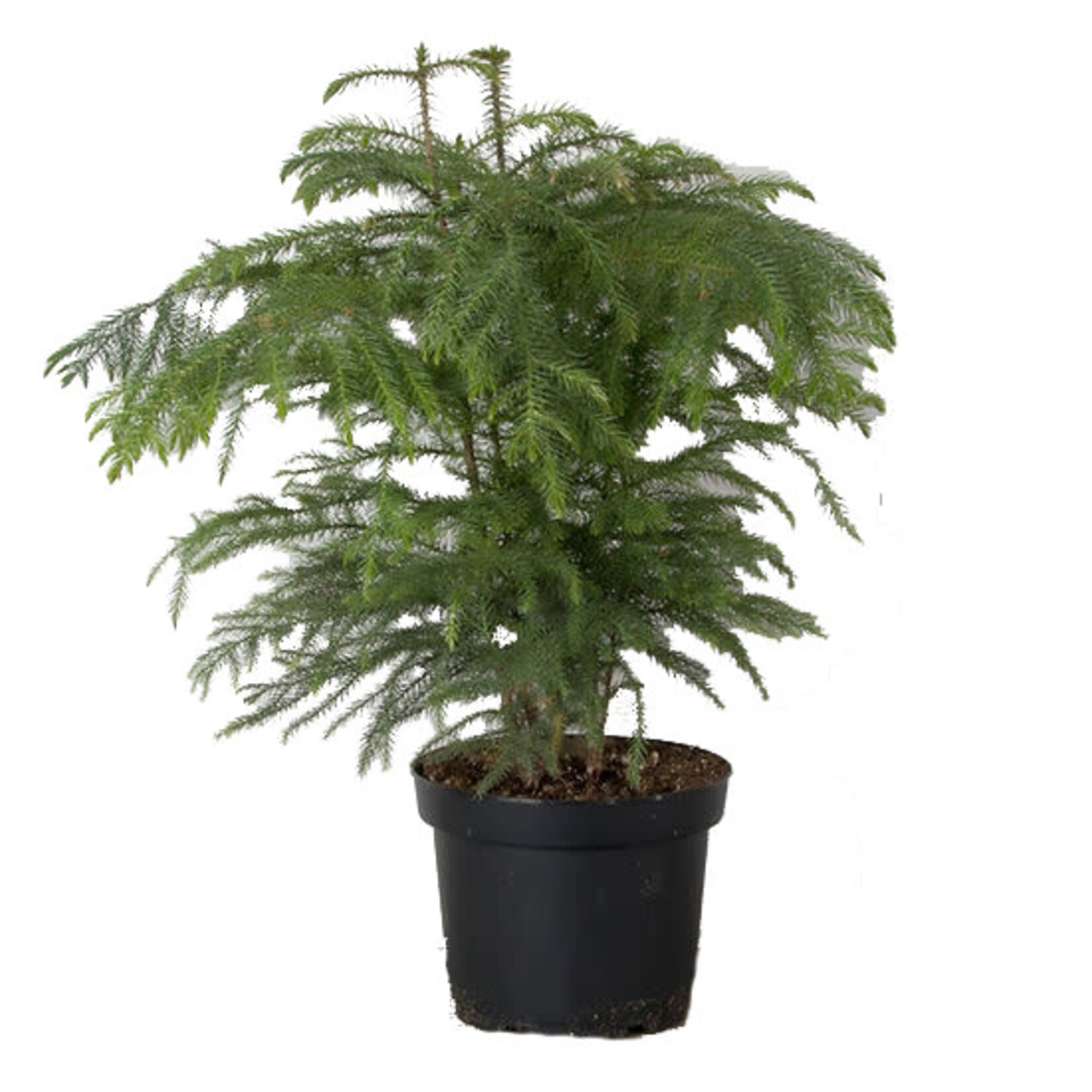 Norfolk Pine, 8 in