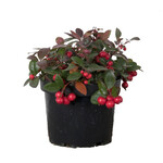 Wintergreen, Gaultheria 6 in
