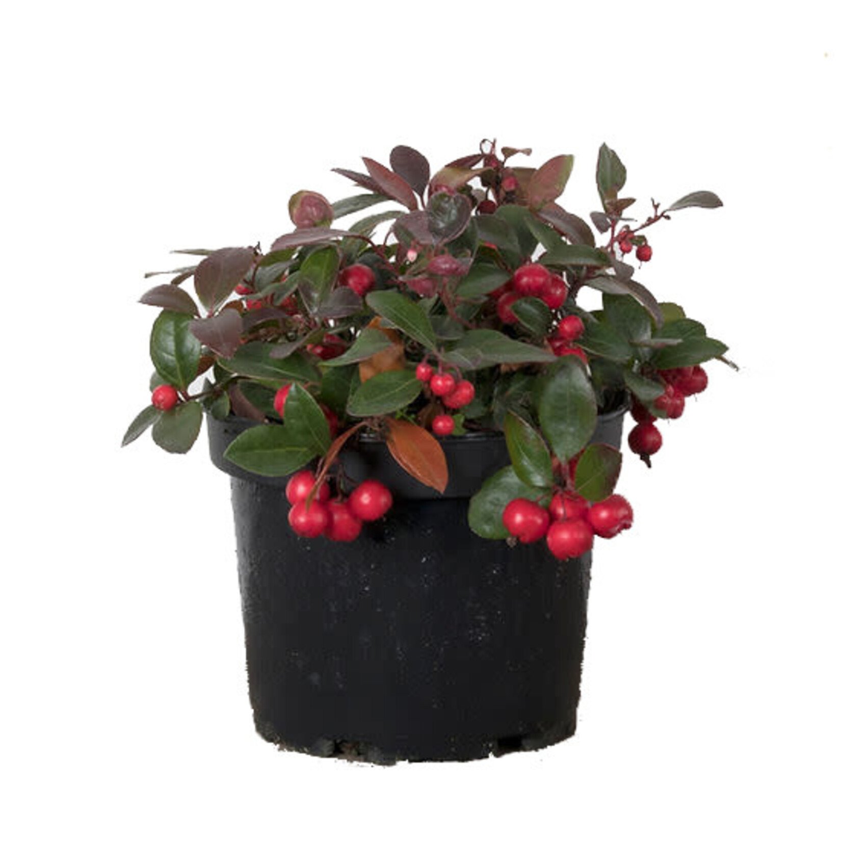 Wintergreen, Gaultheria 6 in