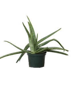 Aloe, 6 in