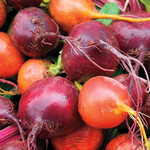Seeds, Beets Blend (West Coast Seeds)