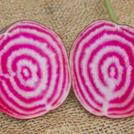 Seeds, Beets Chioggia Certified Organic (West Coast Seeds)