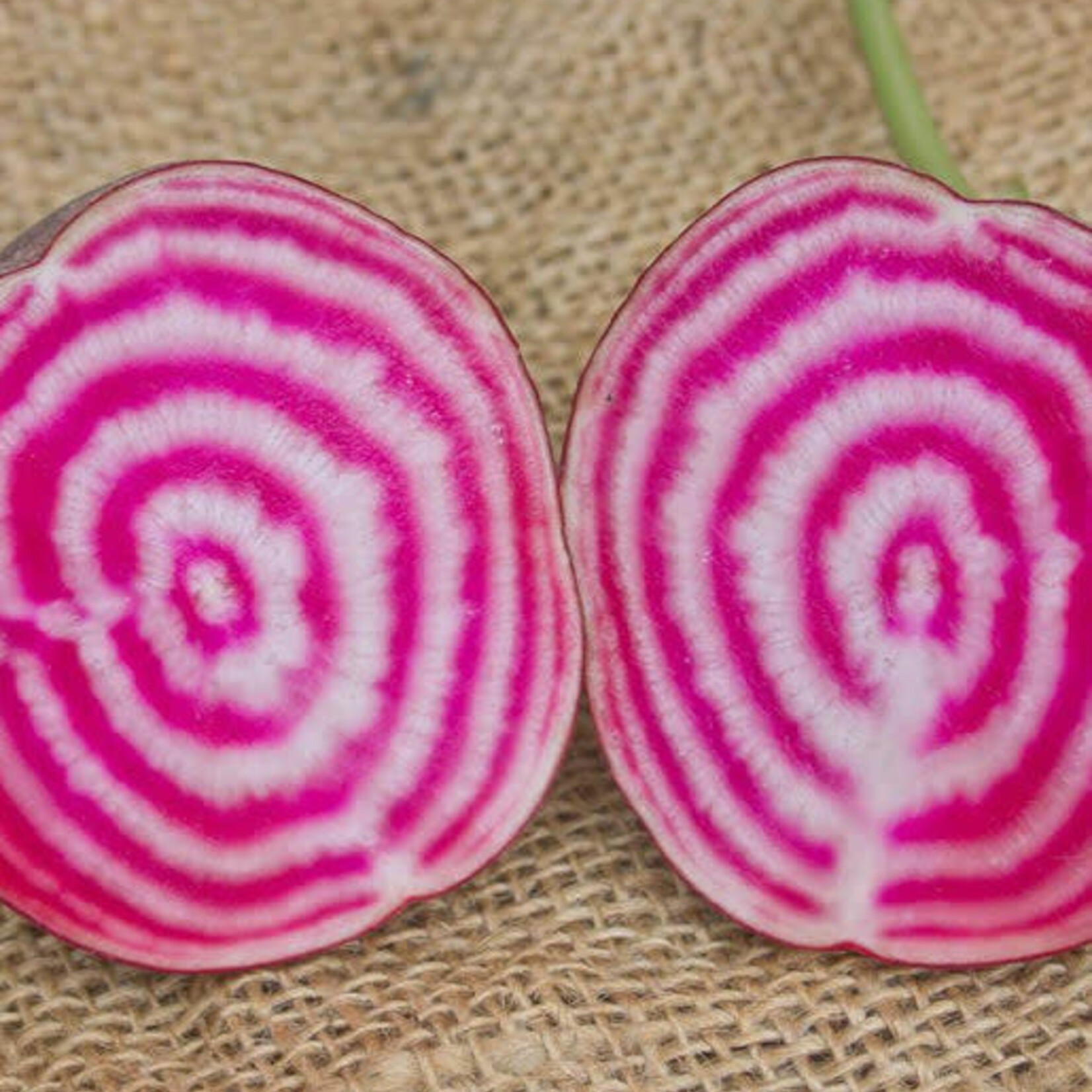 Seeds, Beets Chioggia Certified Organic (West Coast Seeds)