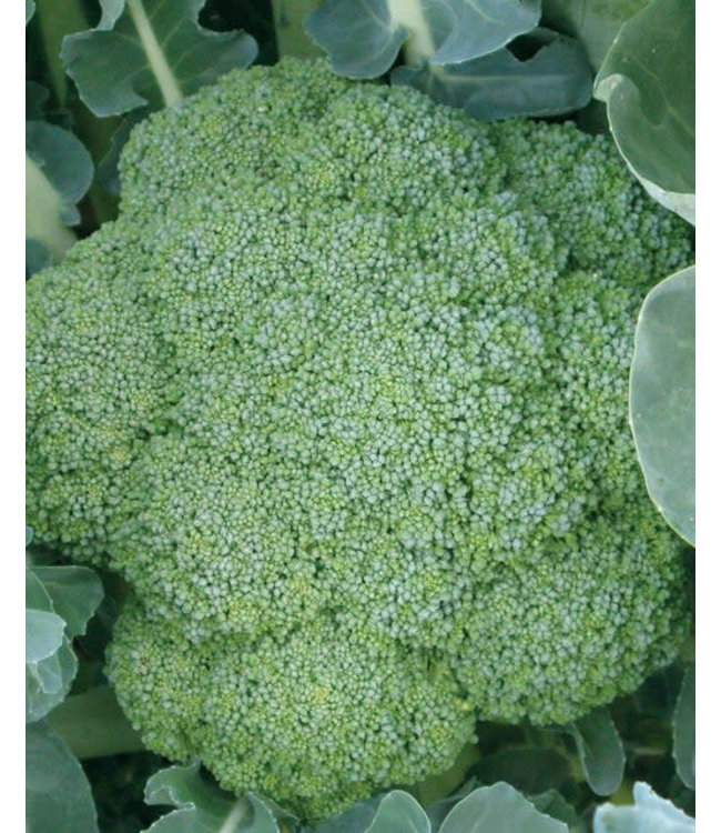 Seeds, Broccoli Green Magic (West Coast Seeds)