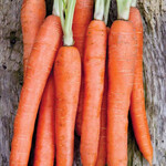 Seeds, Carrot Nantes Coreless (West Coast Seeds)