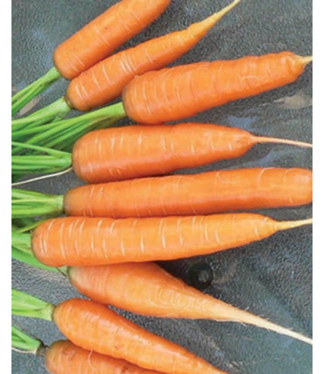 Seeds, Carrots Scarlet Nantes (West Coast Seeds)