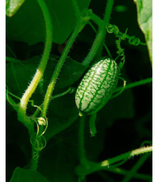 Seeds, Cucumber Cucamelon (West Coast Seeds)