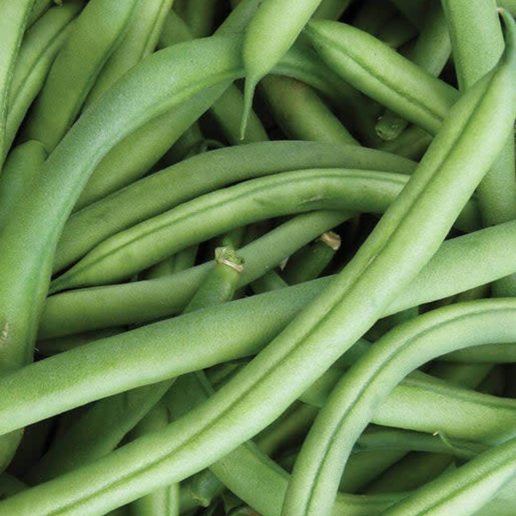 Seeds, Beans Bush Ferrari (West Coast Seeds)