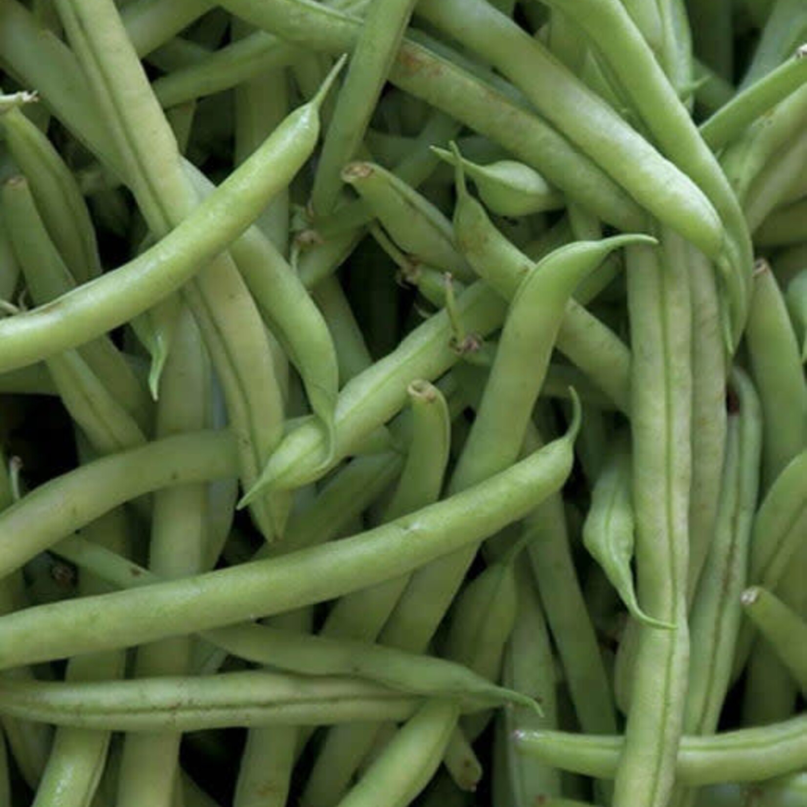 Seeds, Pole Beans Kentucky Blue (West Coast Seeds)