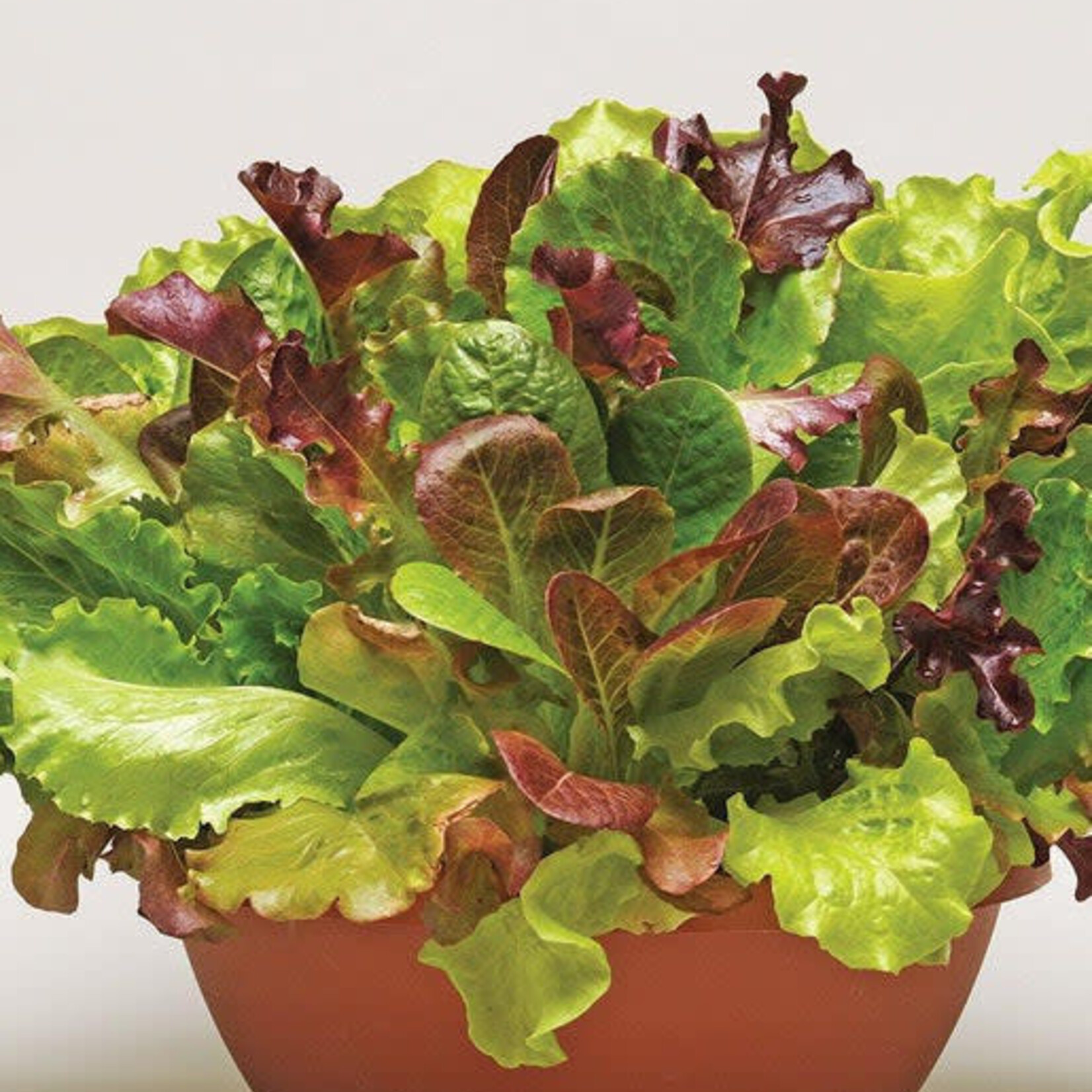 Seeds, Lettuce Summer Picnic Pelleted (West Coast Seeds)