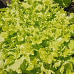 Seeds, Lettuce Salad Bowl Green (West Coast Seeds)