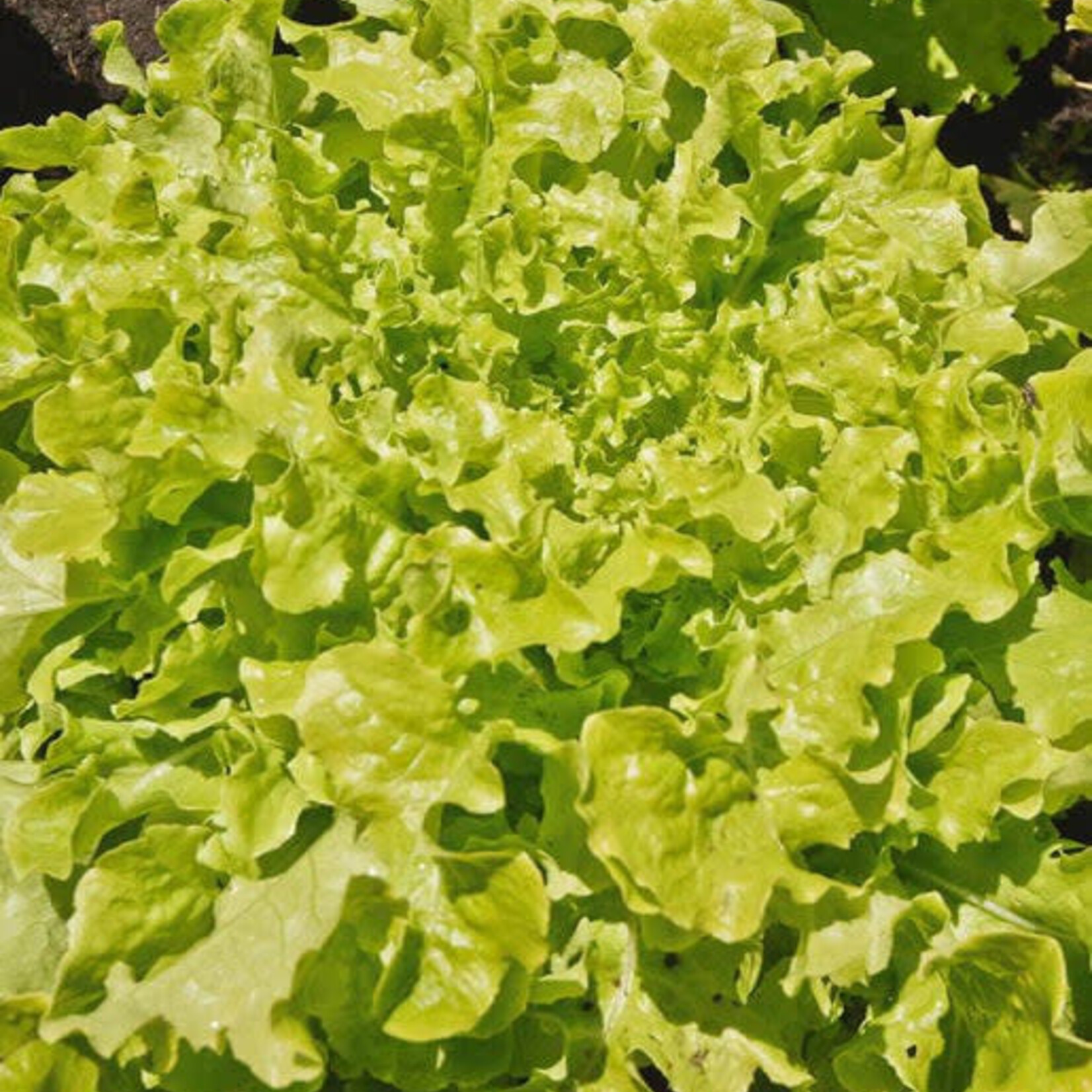 Seeds, Lettuce Salad Bowl Green (West Coast Seeds)